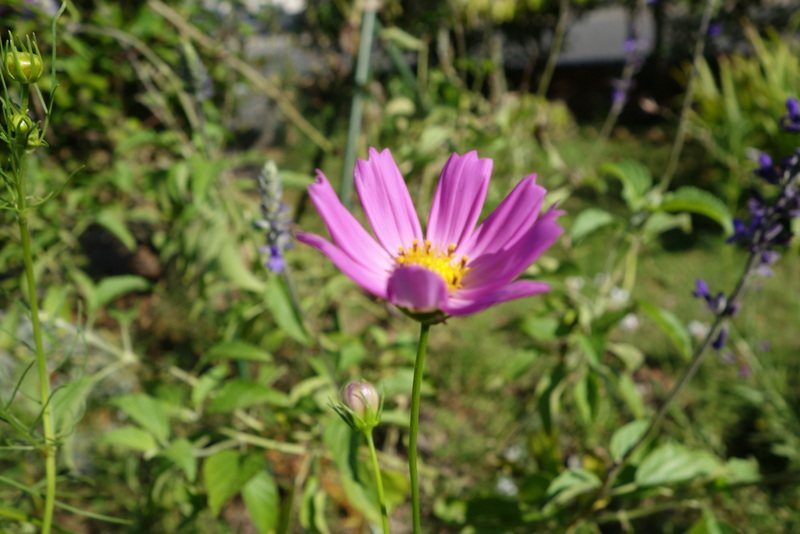 c0216472_1717436.jpg