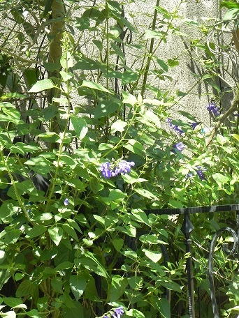 c0152002_10031026.jpg