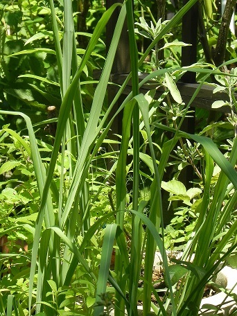 c0152002_10060025.jpg