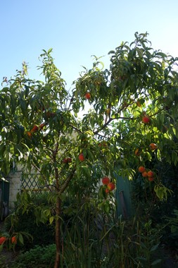 e0206902_6254350.jpg