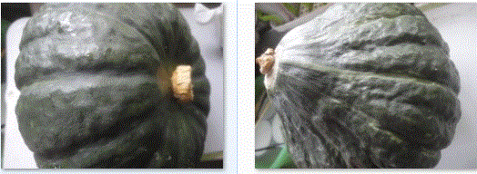 f0231709_19395565.gif
