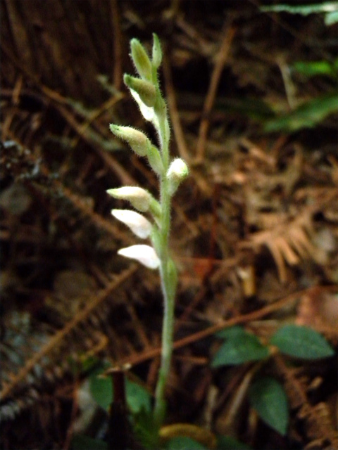 e0272335_1555770.jpg