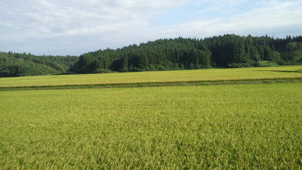 b0311459_15512416.jpg