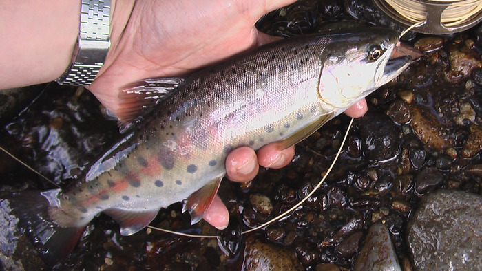 b0208961_1739229.jpg