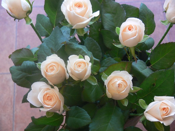 e0140986_1123660.jpg