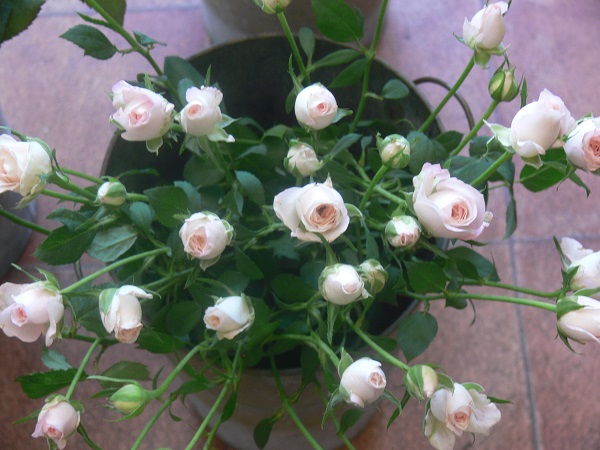 e0140986_1133619.jpg