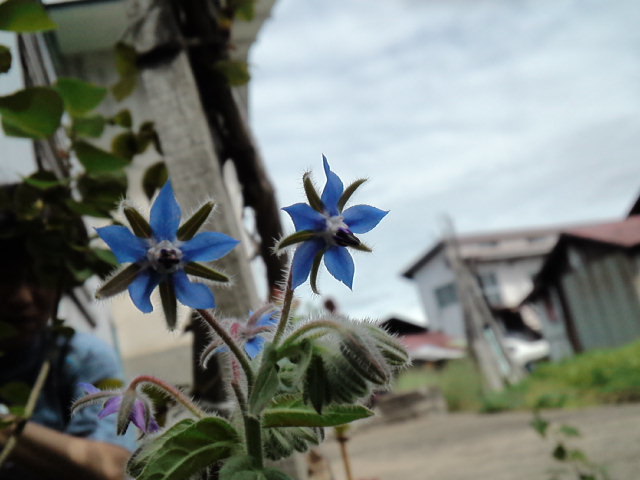 d0008724_18100011.jpg