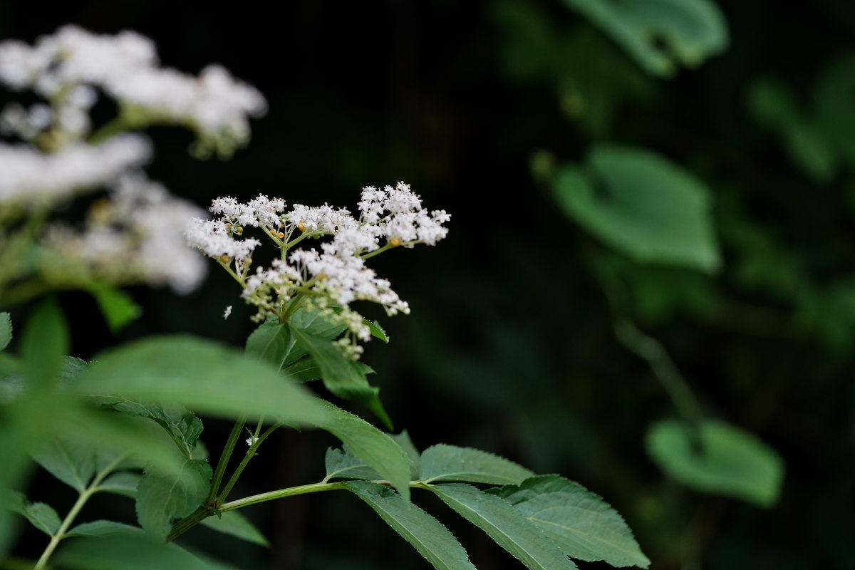 a0083081_15355779.jpg