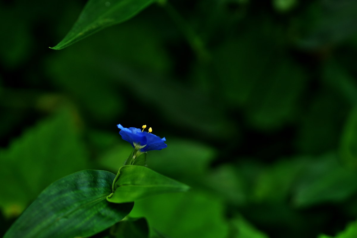 a0083081_1537768.jpg