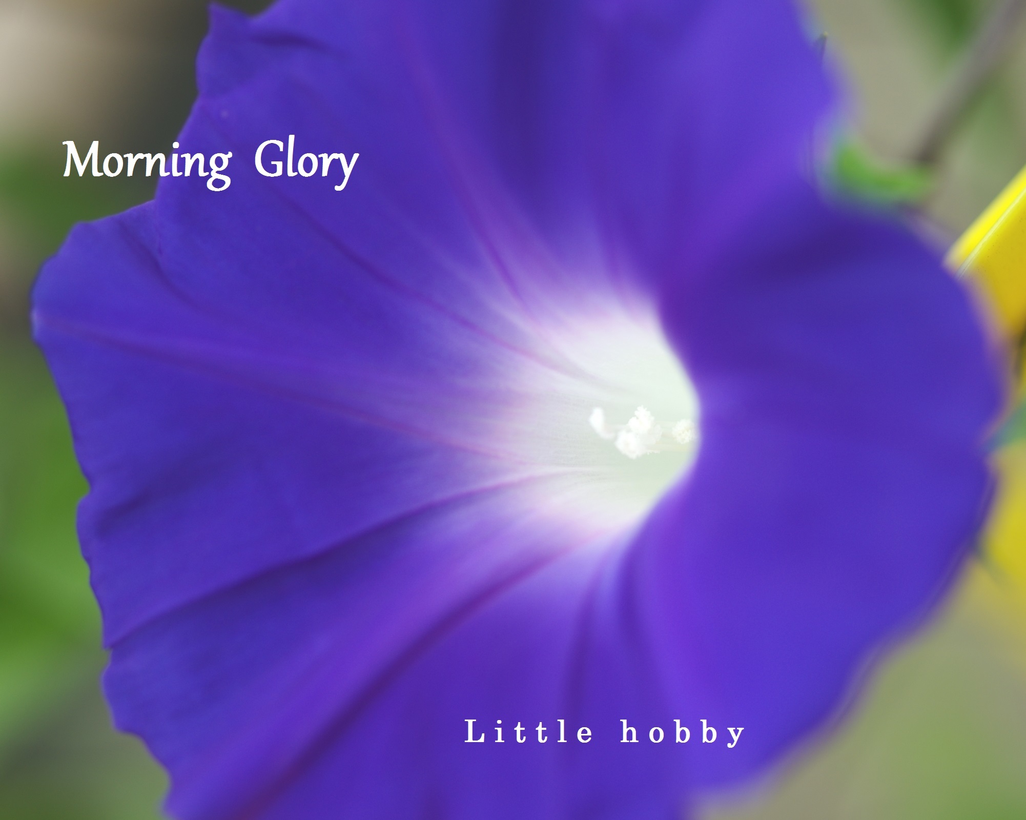 夏の名残の朝顔の花 - Little hobby