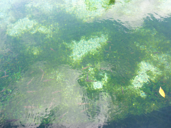 f0008510_144591.png