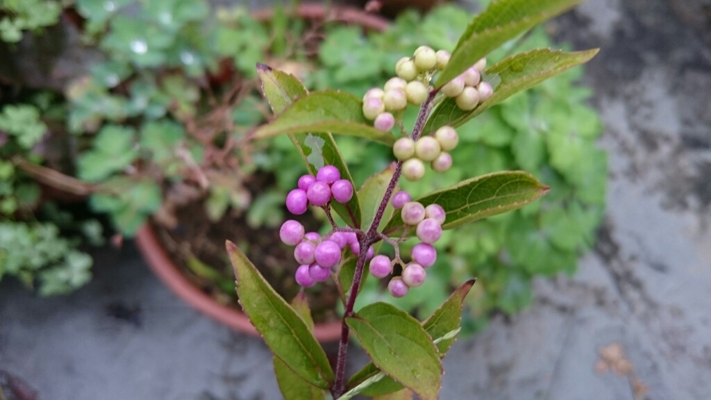 f0339422_18525236.jpg