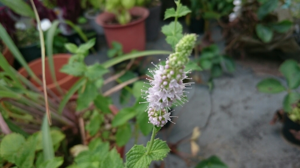f0339422_18525764.jpg