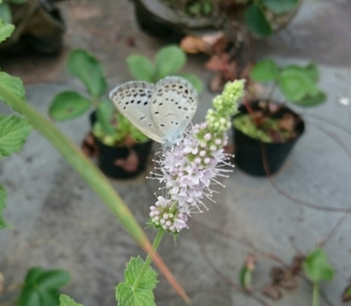 f0339422_18525930.jpg
