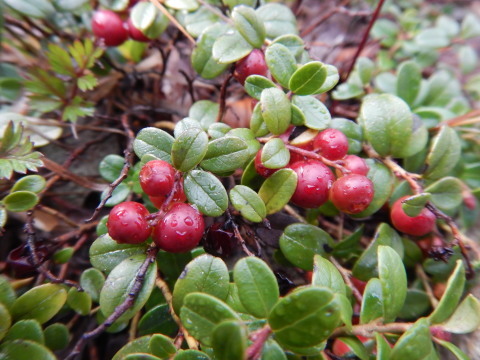 f0118332_00150313.jpg