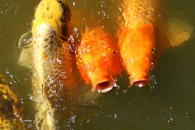 a0242438_2092838.jpg