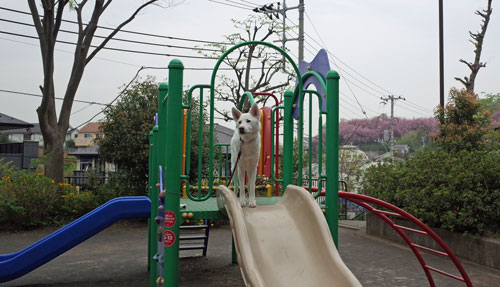a0117039_20312088.jpg