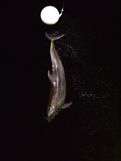 c0186760_07555257.jpg