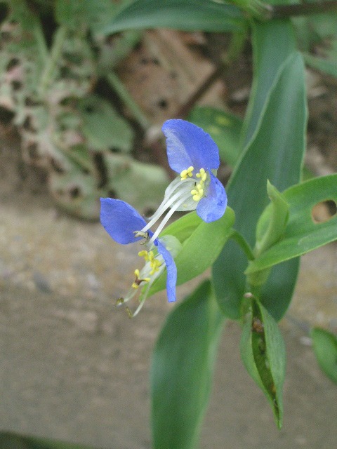 e0025300_1747225.jpg