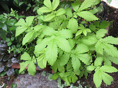 d0046702_210849.jpg