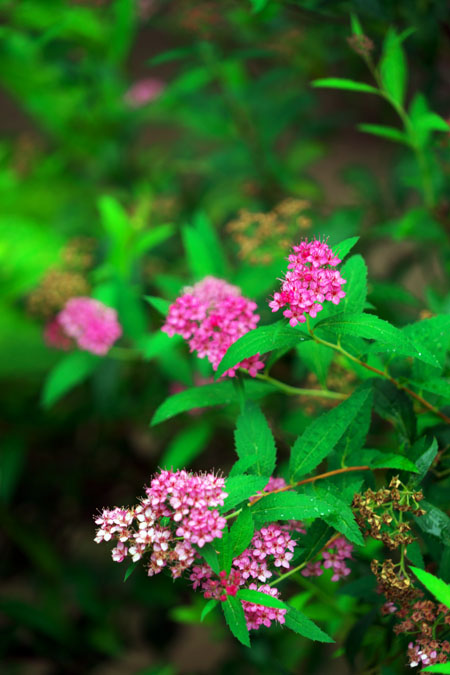 a0263109_229113.jpg