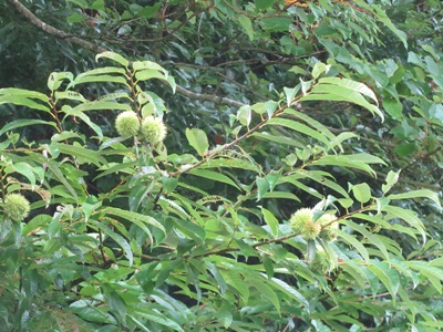 b0149071_16373276.jpg