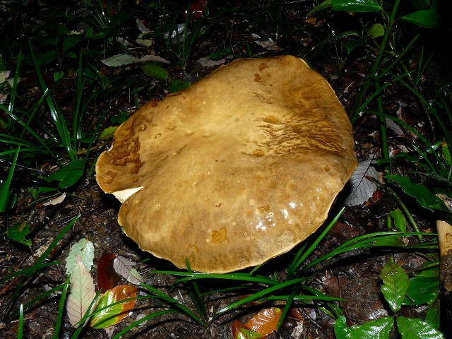 d0019074_1705296.jpg