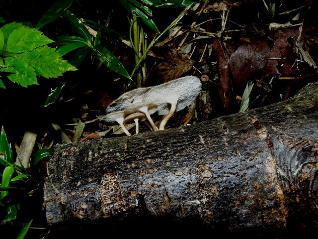 d0019074_654421.jpg