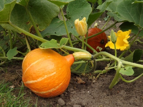 北海道かぼちゃ　in ドイツ - ドイツで手作り田舎ぐらし