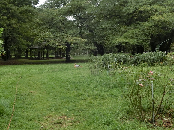 a0319693_8531375.jpg
