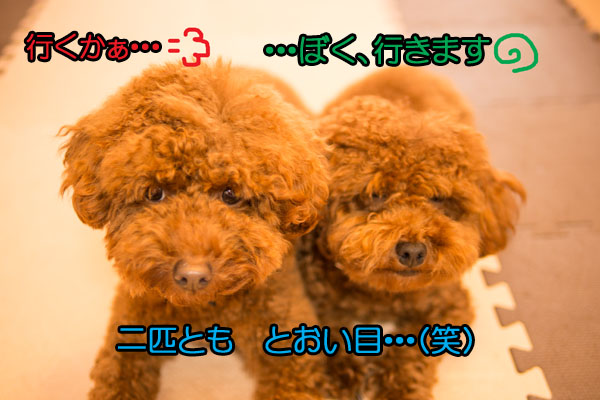 d0337539_22180000.jpg