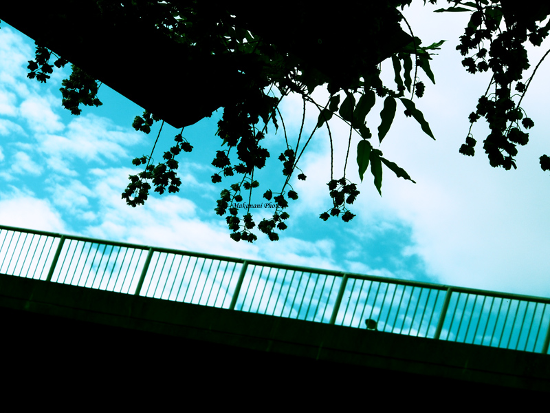 d0337539_22262969.jpg