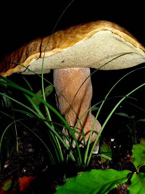 d0019074_2157326.jpg
