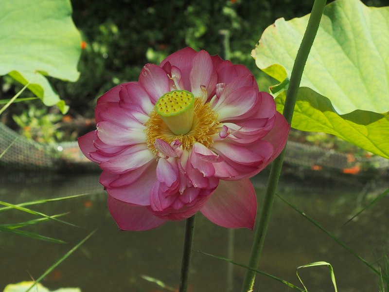 c0183777_6315247.jpg