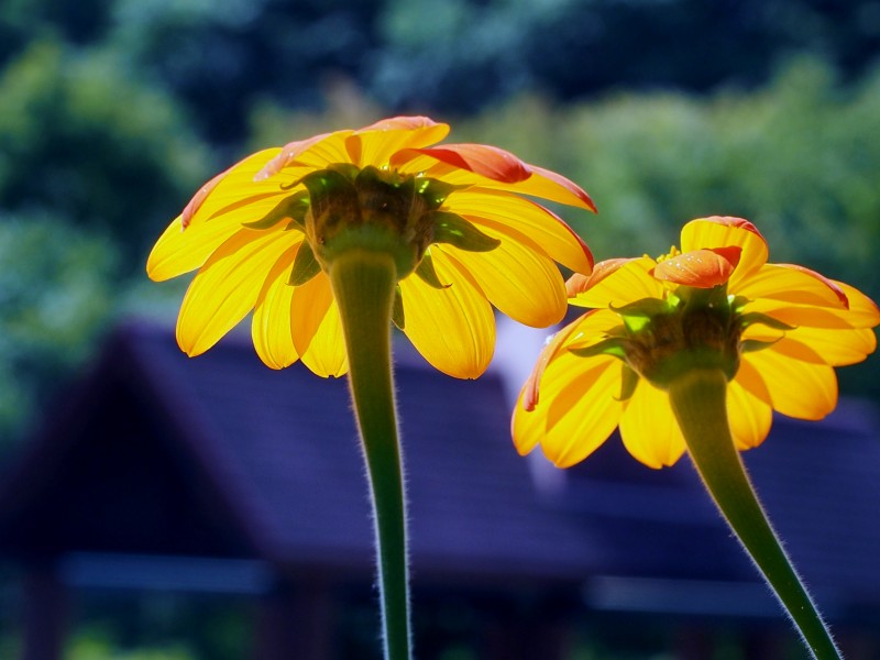 c0183777_6531691.jpg