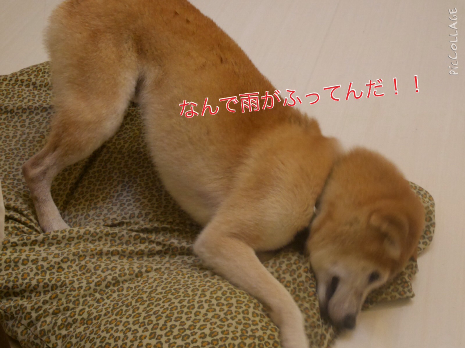 c0123890_15215852.jpg