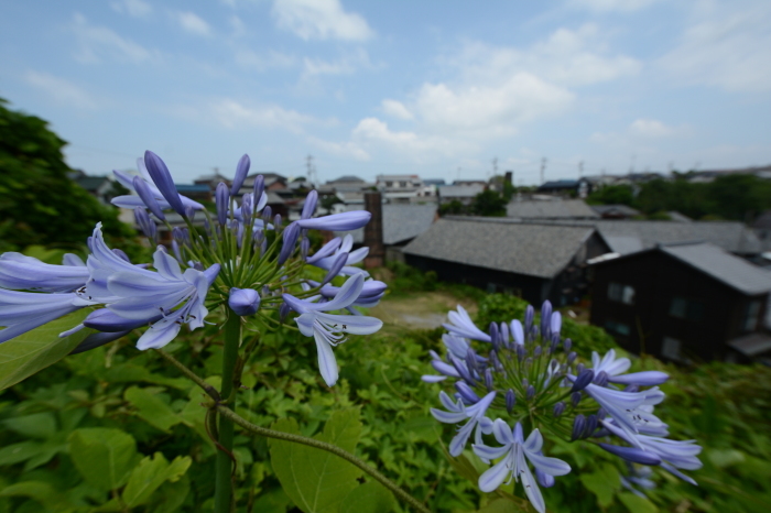 a0277496_10074507.jpg