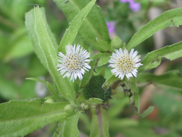 e0025300_10541976.jpg