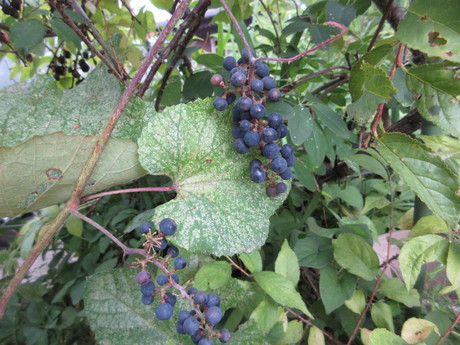 a0203003_17472580.jpg