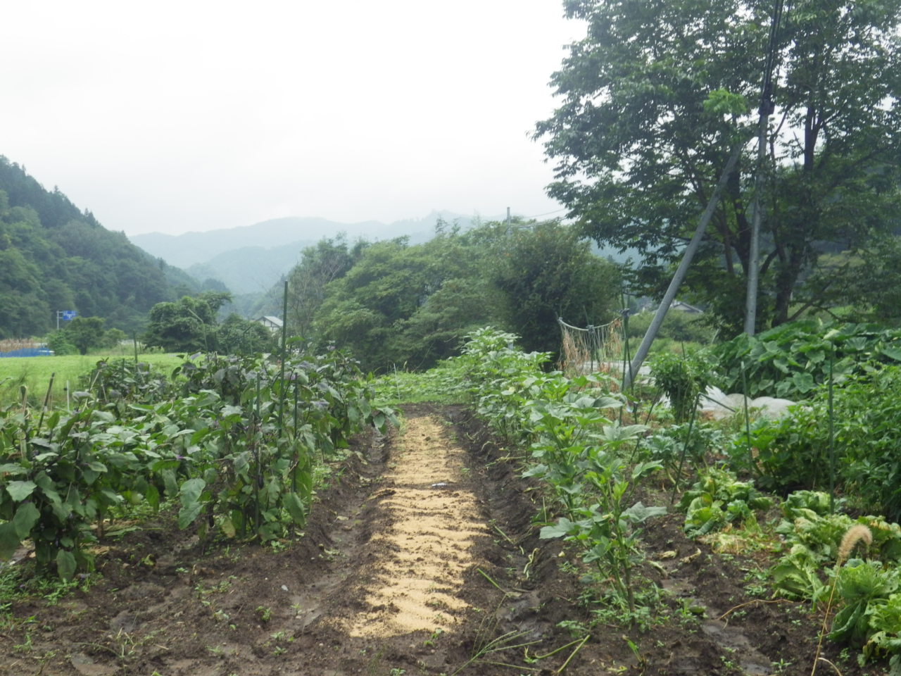 c0300035_11352458.jpg