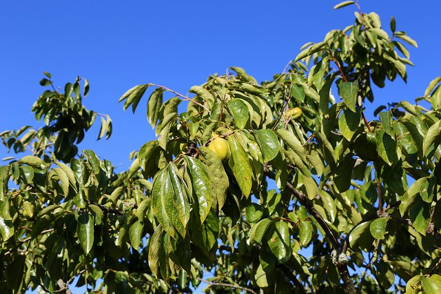 a0242438_19204735.jpg