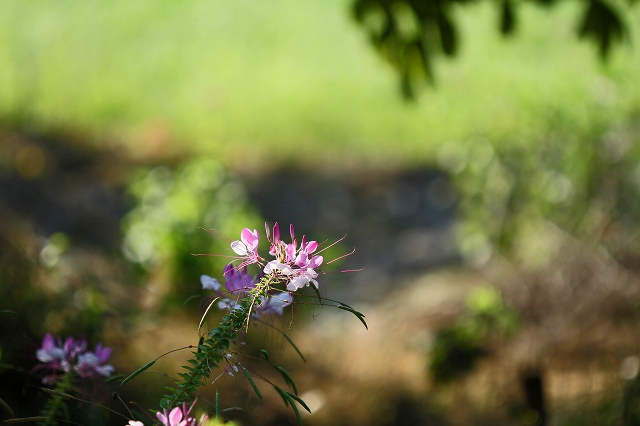a0242438_19215947.jpg