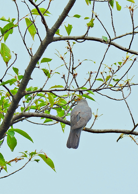 d0290240_09115930.gif