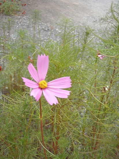 c0327752_09045007.jpg