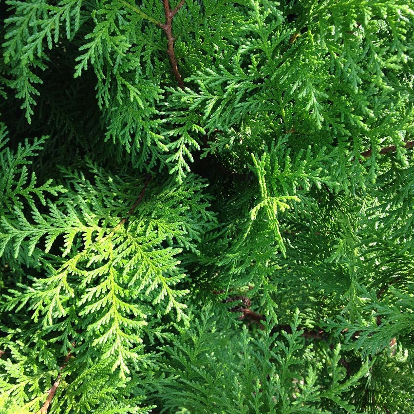 c0366058_12593944.jpg