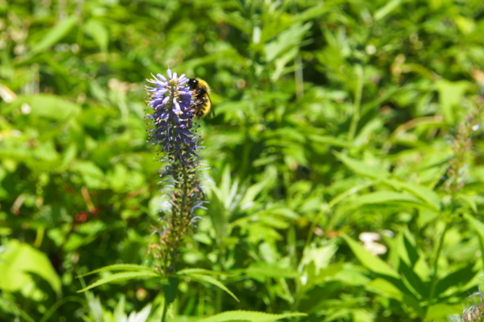 e0307372_11315334.jpg
