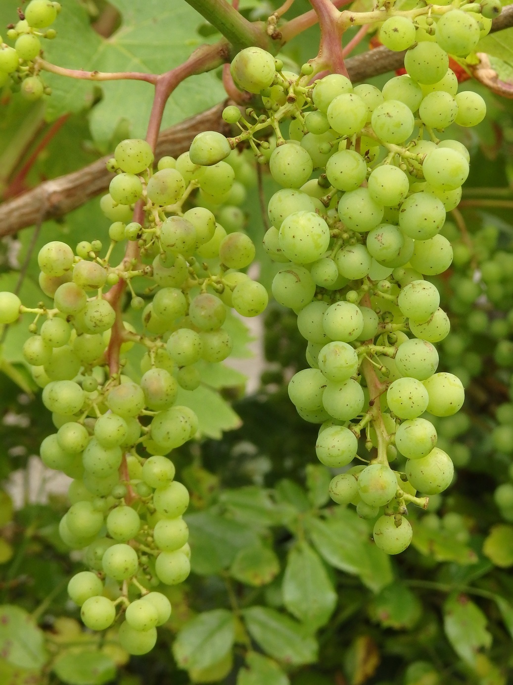 a0326880_17250010.jpg