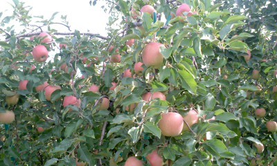 リンゴ色づく - 縄文ドリームタイム日記