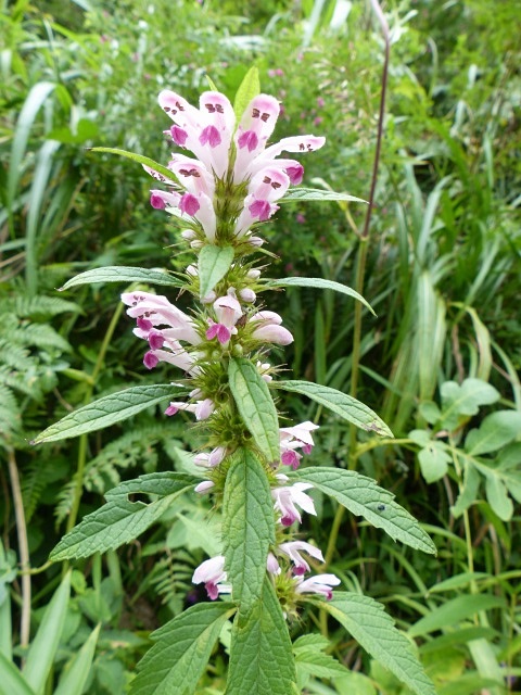 f0357487_2224787.jpg