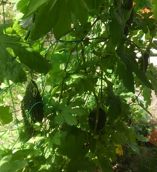 c0013922_11151839.jpg